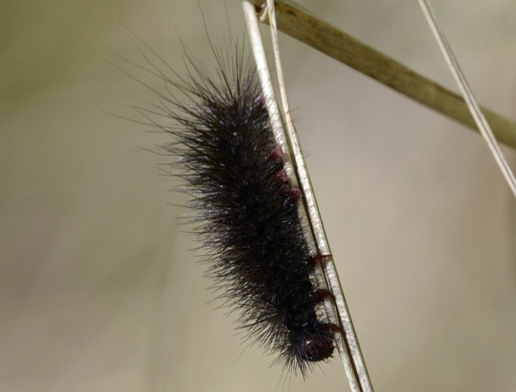 Larva id.